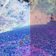 Berumput biru iPhone8 Wallpaper