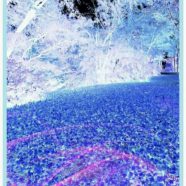Hutan biru iPhone8 Wallpaper
