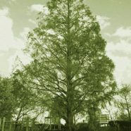 Taman pohon iPhone8 Wallpaper