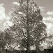 Taman pohon iPhone8 Wallpaper