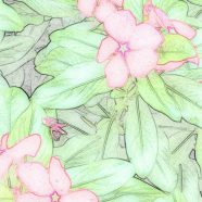 Sketsa bunga iPhone8 Wallpaper