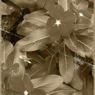 Bunga sepia iPhone8 Wallpaper