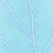 pola vena Biru iPhone8 Wallpaper