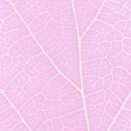 pola vena Berwarna merah muda iPhone8 Wallpaper