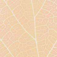 pola vena Jeruk iPhone8 Wallpaper
