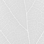 pola vena Kelabu iPhone8 Wallpaper
