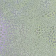 pola hijau iPhone8 Wallpaper