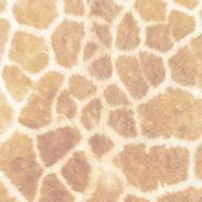 pola bulu Jeruk iPhone8 Wallpaper