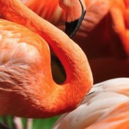 Hewan Flamingo iPhone8 Wallpaper