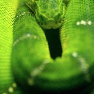 hijau ular hewan iPhone8 Wallpaper