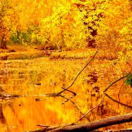 pemandangan daun musim gugur kuning iPhone8 Wallpaper
