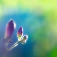 bunga alami ungu iPhone8 Wallpaper