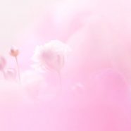 bunga merah muda alami iPhone8 Wallpaper