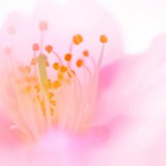 bunga merah muda alami iPhone8 Wallpaper