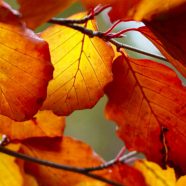 Autumn Leaves Alam iPhone8 Wallpaper