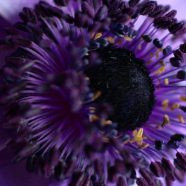 bunga ungu iPhone8 Wallpaper