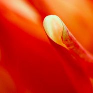 Merah Floral Blur iPhone8 Wallpaper