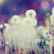 Dandelion blur iPhone8 Wallpaper