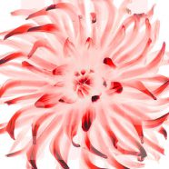 rak bunga merah putih iPhone8 Wallpaper