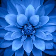 bunga hitam biru iPhone8 Wallpaper