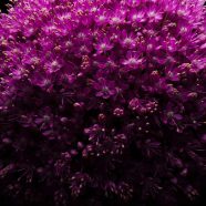 bunga ungu hitam iPhone8 Wallpaper
