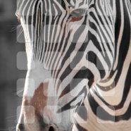 zebra rak hewan iPhone8 Wallpaper