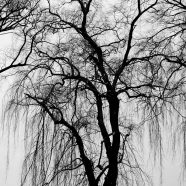 pohon lanskap hitam dan putih iPhone8 Wallpaper
