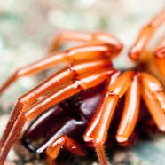Kepiting iPhone8 Wallpaper