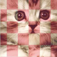 Rak kucing merah ungu iPhone8 Wallpaper