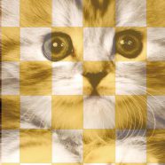 rak kucing kuning ungu iPhone8 Wallpaper