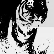 Ilustrasi harimau monokrom iPhone8 Wallpaper