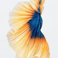 iPhone6s putih ikan Keren iPhone8 Wallpaper