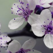 tanaman bunga putih ungu iPhone8 Wallpaper