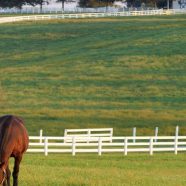 Pemandangan hijau peternakan kuda iPhone8 Wallpaper