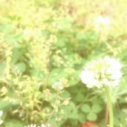 Bunga semanggi putih iPhone8 Wallpaper