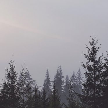 langit hutan lanskap iPhone8 Wallpaper