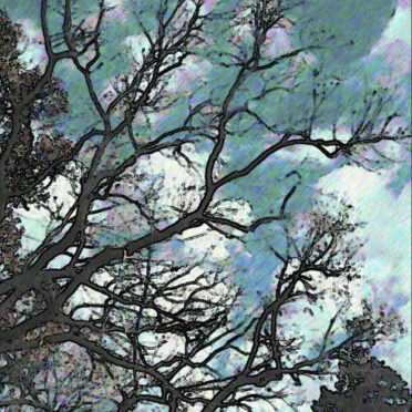 Langit pohon iPhone8 Wallpaper
