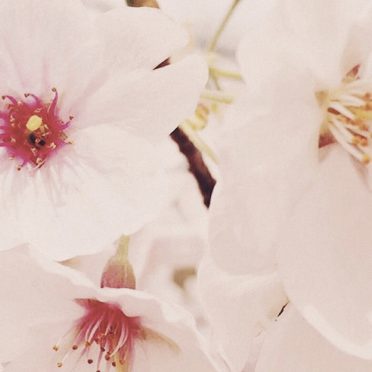 Bunga ceri iPhone8 Wallpaper