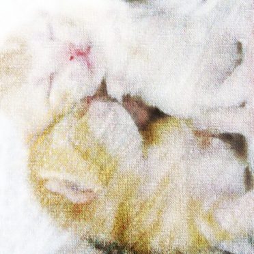 Gambar kucing iPhone8 Wallpaper