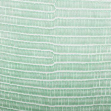 Daun vena gradasi hijau iPhone8 Wallpaper
