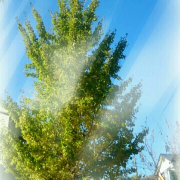 Pemandangan Pohon iPhone8Plus Wallpaper
