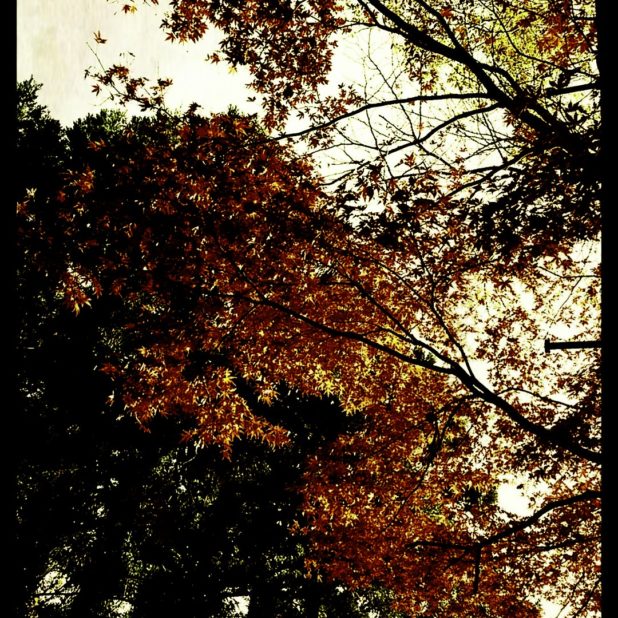 Musim gugur daun lansekap iPhone8Plus Wallpaper