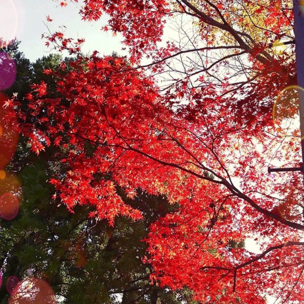 Musim gugur daun lansekap iPhone8Plus Wallpaper