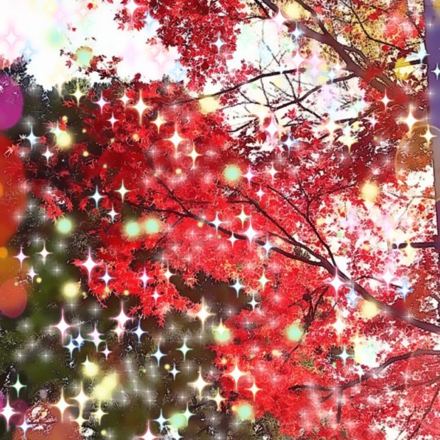 Musim gugur meninggalkan cahaya iPhone8Plus Wallpaper