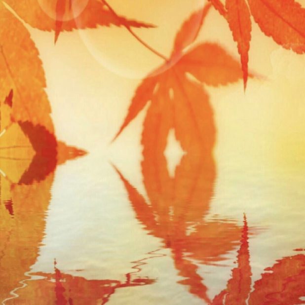 Permukaan air daun musim gugur iPhone8Plus Wallpaper