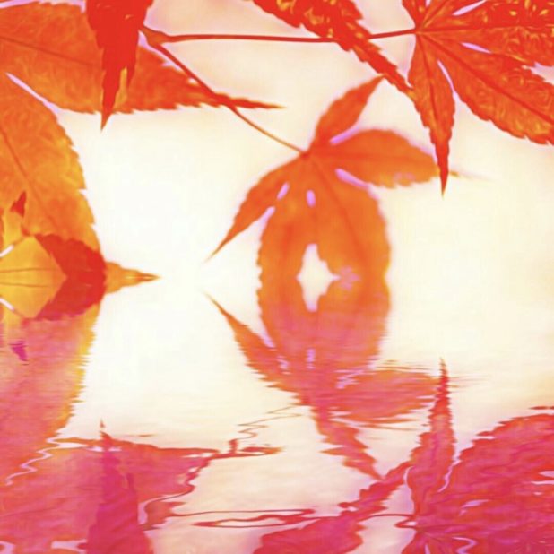 Permukaan air daun musim gugur iPhone8Plus Wallpaper