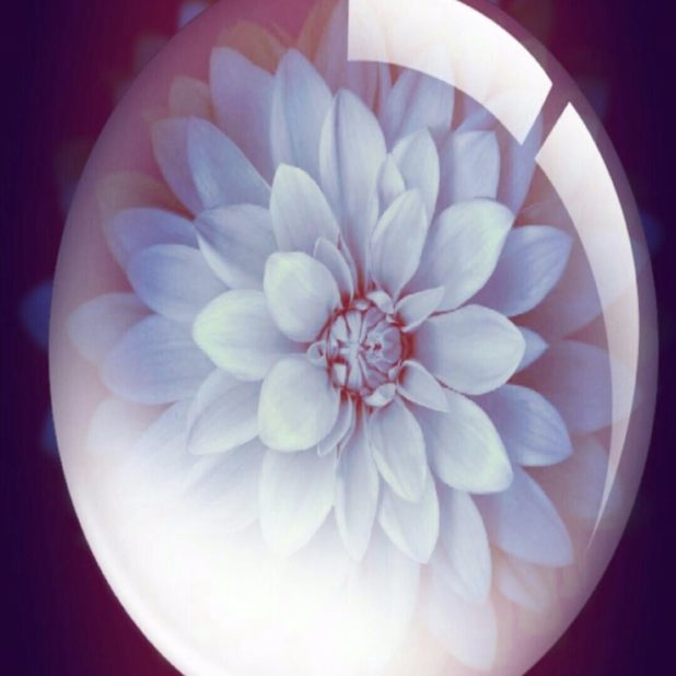 Bunga putih iPhone8Plus Wallpaper