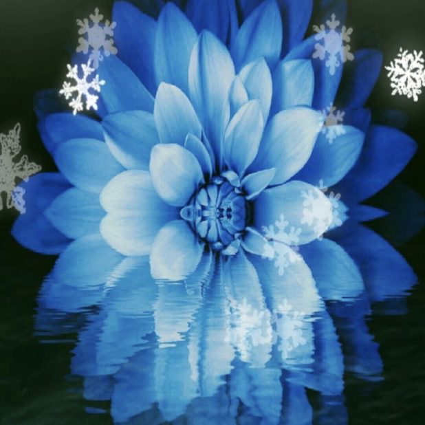 Kristal bunga iPhone8Plus Wallpaper