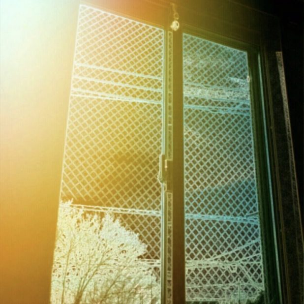 Bingkai jendela pohon iPhone8Plus Wallpaper