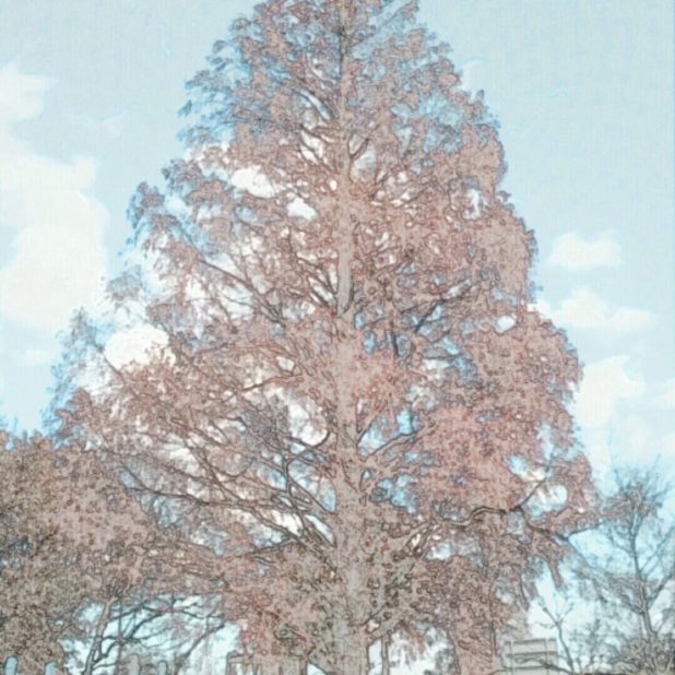 Taman pohon iPhone8Plus Wallpaper